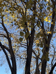 Tilia americana heterophylla