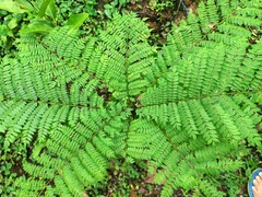 Caesalpinia pulcherrima image