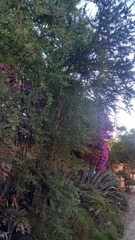 Geoffroea decorticans