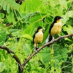 Donacobius atricapilla