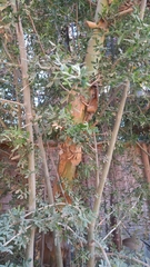 Geoffroea decorticans