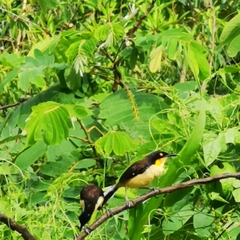 Donacobius atricapilla