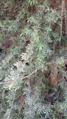 Geoffroea decorticans