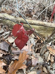 Euonymus