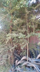 Geoffroea decorticans