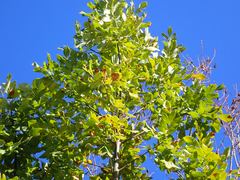 Fraxinus latifolia