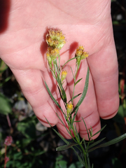 Euthamia occidentalis