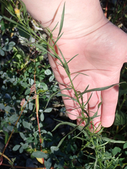 Euthamia occidentalis