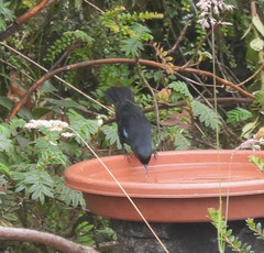 Diglossa lafresnayii