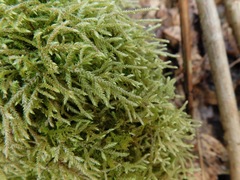 Sciuro-hypnum reflexum