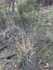 Thinopyrum intermedium