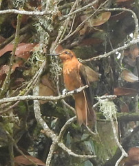 Aglaeactis cupripennis