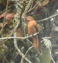 Aglaeactis cupripennis