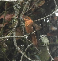 Aglaeactis cupripennis