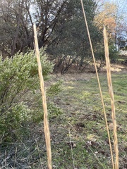 Thinopyrum intermedium