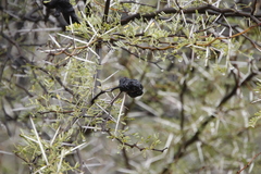 Cephalotelium