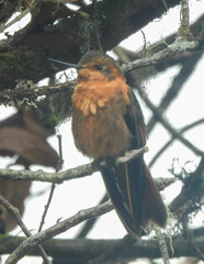 Aglaeactis cupripennis