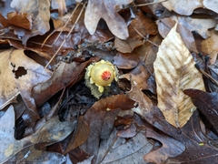 Calostoma lutescens