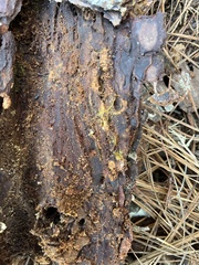 Hemiscolopendra marginata