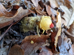 Calostoma lutescens
