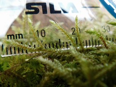 Sciuro-hypnum reflexum