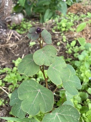 Tropaeolum tuberosum