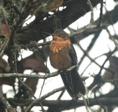 Aglaeactis cupripennis