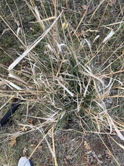 Thinopyrum intermedium