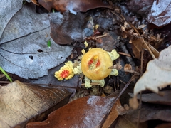 Calostoma lutescens
