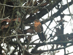 Aglaeactis cupripennis