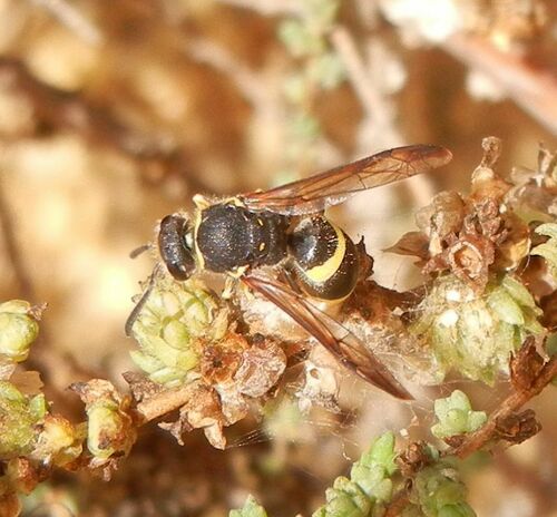Ancistrocerus biphaleratus triphaleratus