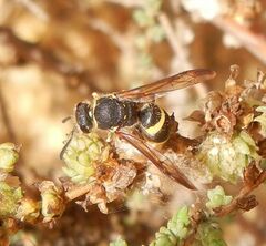 Ancistrocerus biphaleratus