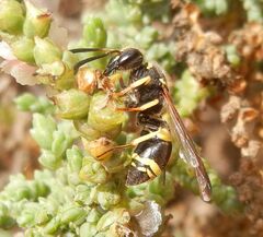 Ancistrocerus biphaleratus