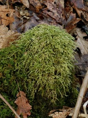 Sciuro-hypnum reflexum