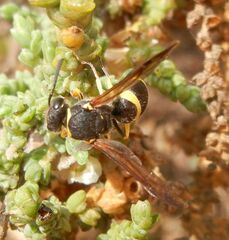 Ancistrocerus biphaleratus