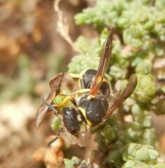Ancistrocerus biphaleratus