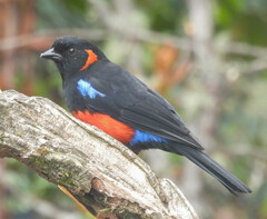 Anisognathus igniventris