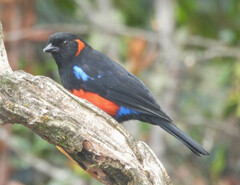 Anisognathus igniventris