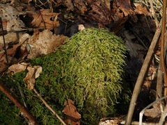 Sciuro-hypnum reflexum
