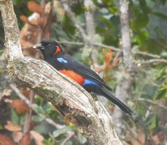 Anisognathus igniventris