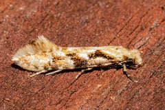 Crypsitricha mesotypa