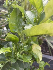 Aphis gossypii