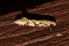 Crypsitricha mesotypa