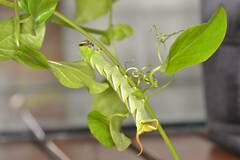 Sphingidae