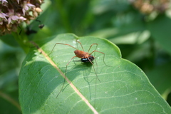 Leiobunum ventricosum