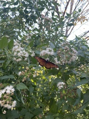 Danaus eresimus