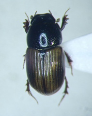 Aphodius foetidus