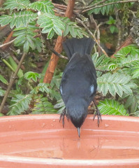 Diglossa lafresnayii