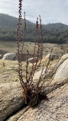 Adenostoma fasciculatum