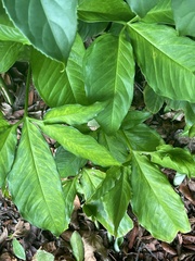 Syngonium podophyllum